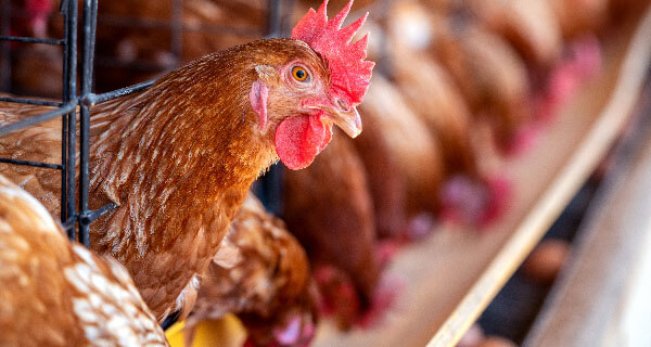 Poultry Farming Image